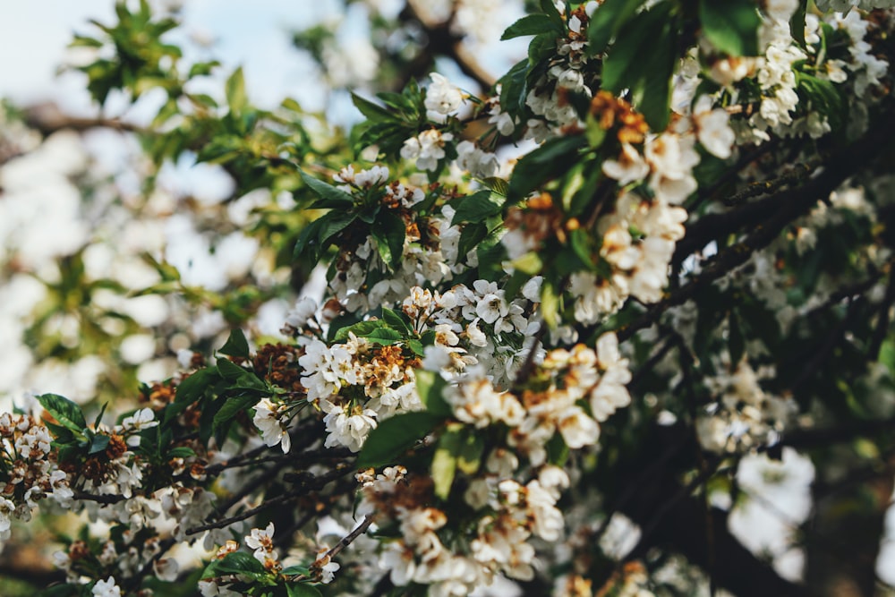 white flowers in green leaves during daytime