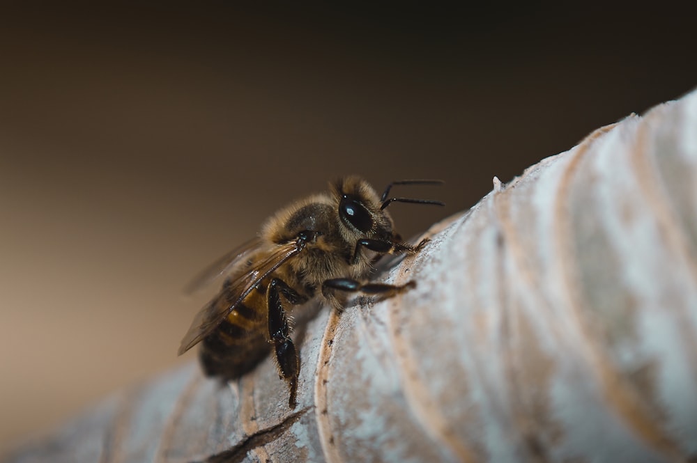 black and yellow bee on white textile