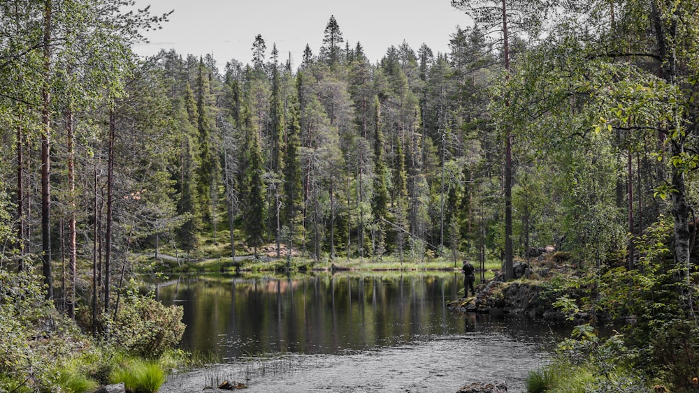 green trees beside river during daytime