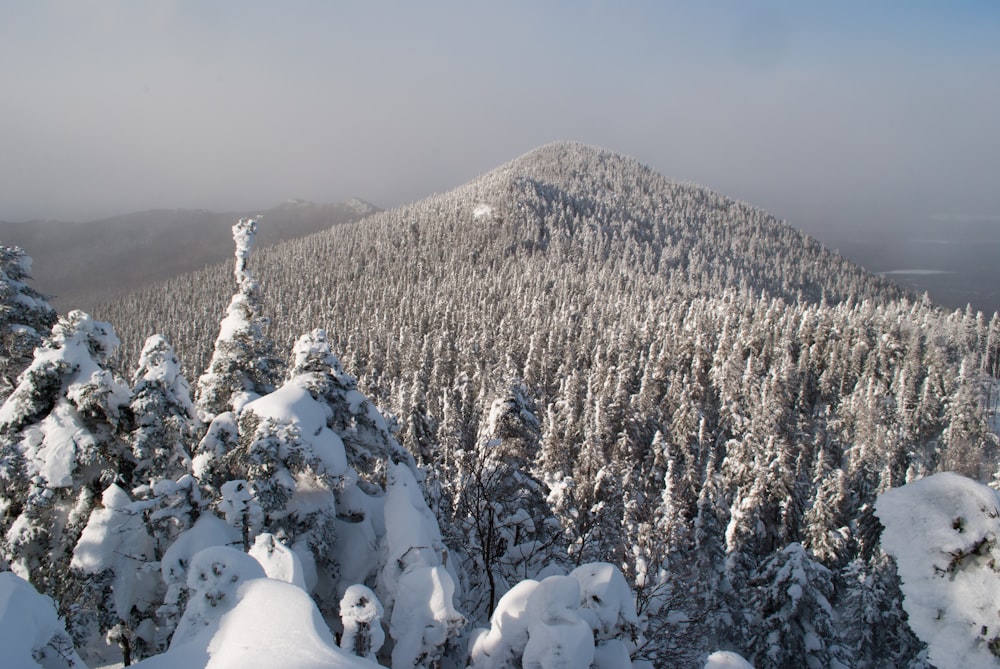 pinos y montañas cubiertos de nieve