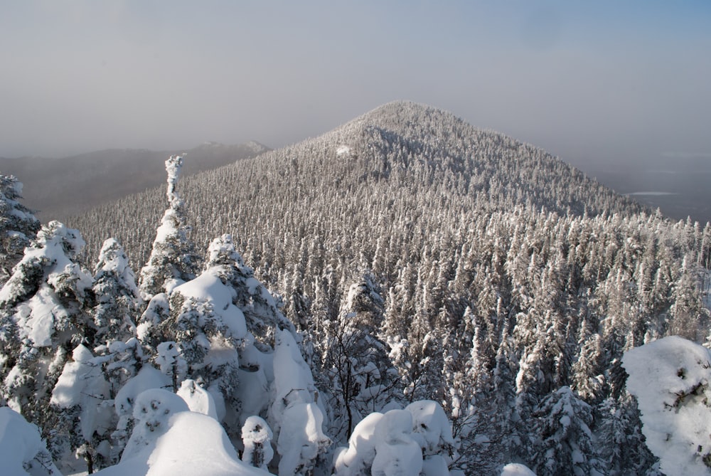 snow covered pine trees and mountains