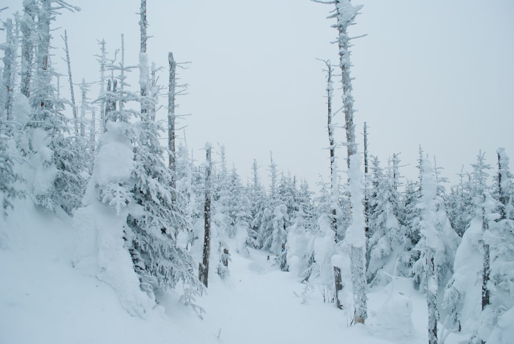 árboles cubiertos de nieve durante el día