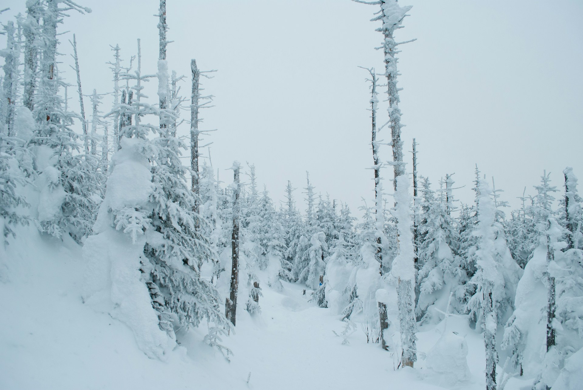 snow covered trees during daytime