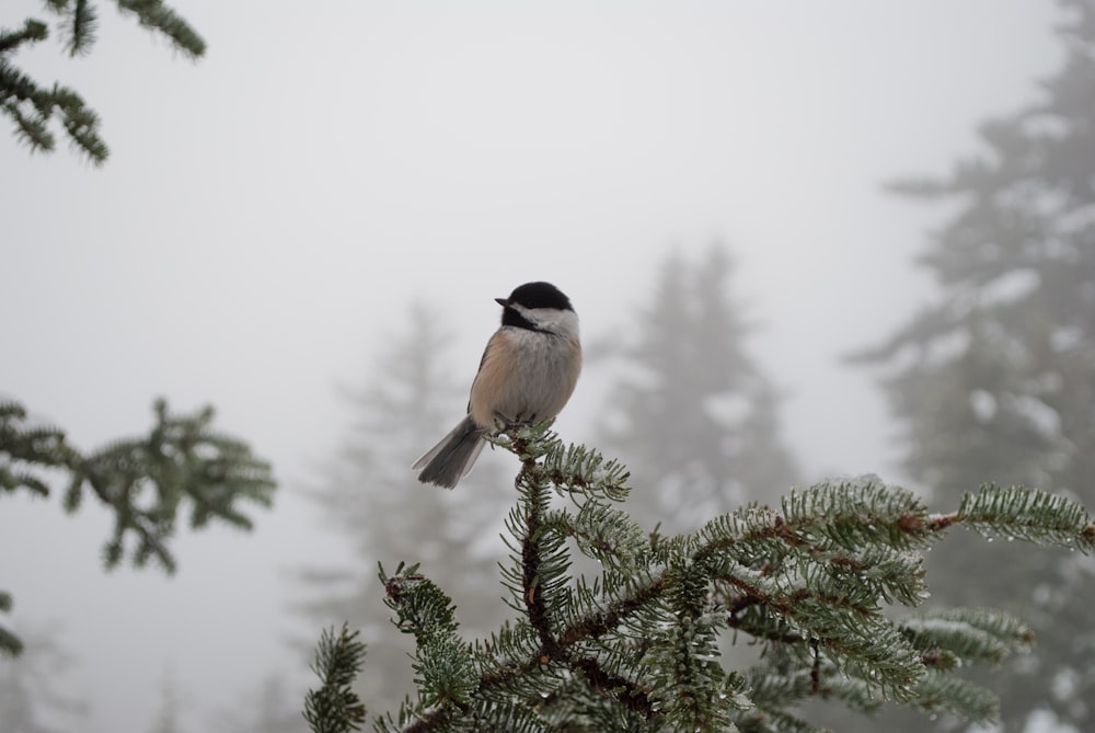 black and white bird on tree branch