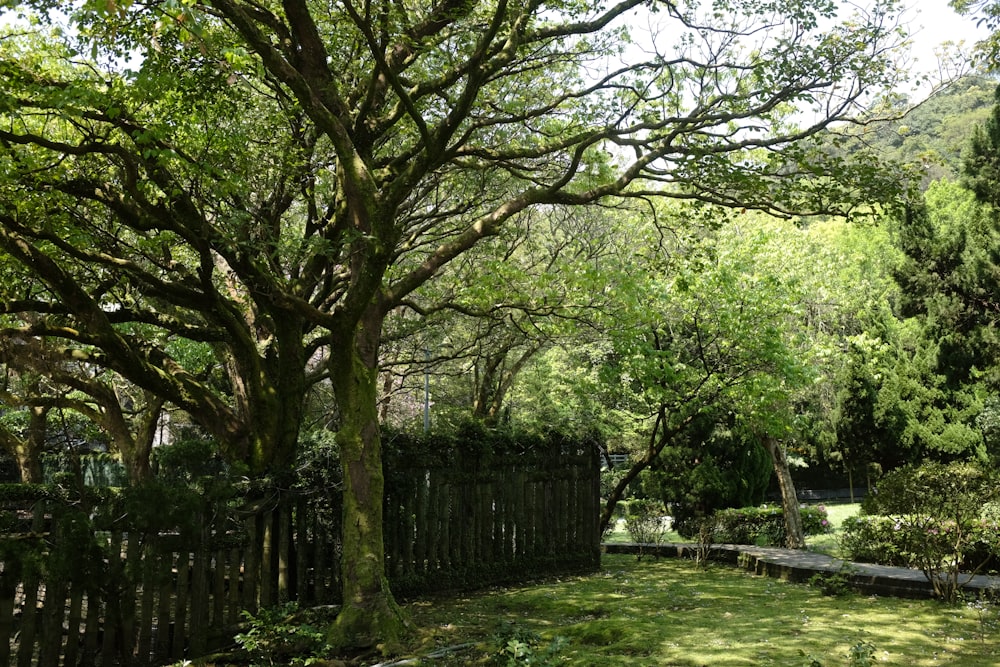 green grass field with brown wooden fence