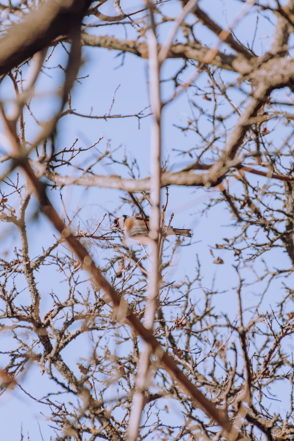 brown and white cat on brown tree branch during daytime