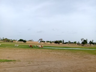 A wide open landscape with a few cows grazing on green patches of grass. Several buildings made of earth-toned materials are visible in the background. The sky is mostly overcast with some clouds scattered across it. The predominant terrain is a mixture of green and brown hues, indicative of semi-arid conditions.