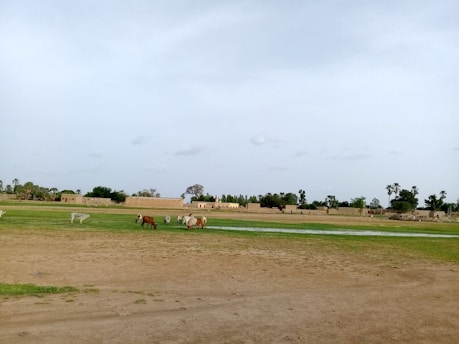 A wide open landscape with a few cows grazing on green patches of grass. Several buildings made of earth-toned materials are visible in the background. The sky is mostly overcast with some clouds scattered across it. The predominant terrain is a mixture of green and brown hues, indicative of semi-arid conditions.