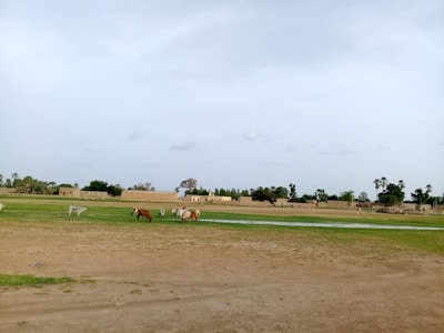 A wide open landscape with a few cows grazing on green patches of grass. Several buildings made of earth-toned materials are visible in the background. The sky is mostly overcast with some clouds scattered across it. The predominant terrain is a mixture of green and brown hues, indicative of semi-arid conditions.