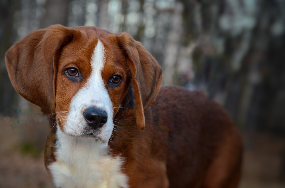 brown and white short coated dog