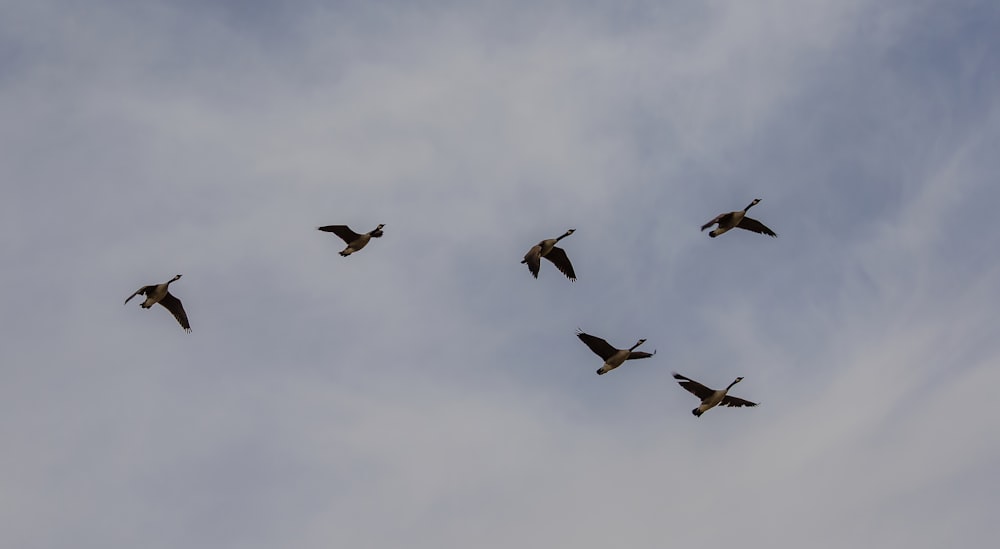 flock of birds flying under white clouds during daytime