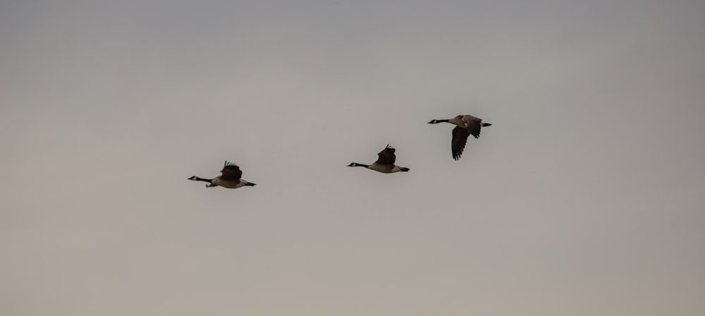 three birds flying under white sky during daytime