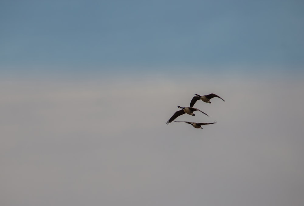 black and white bird flying under blue sky during daytime