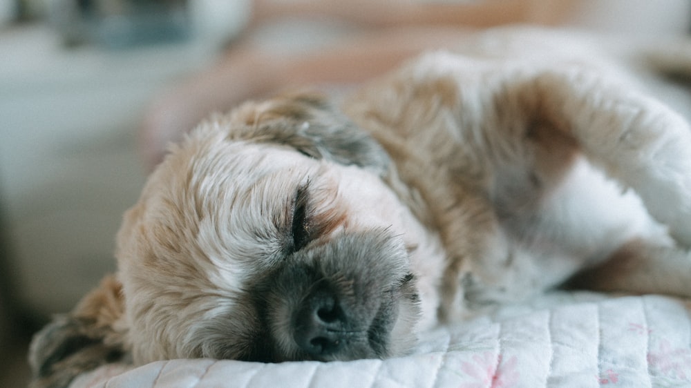 white and brown long coated dog lying on white and purple textile