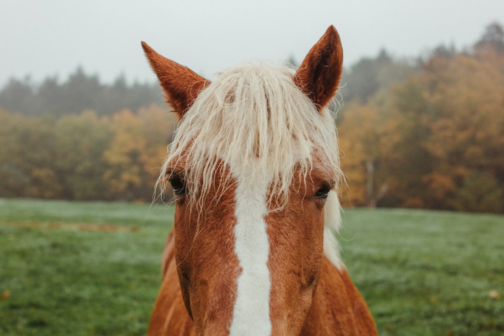 brown and white horse on green grass field during daytime