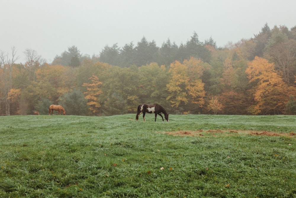 horses eating grass on green grass field during daytime