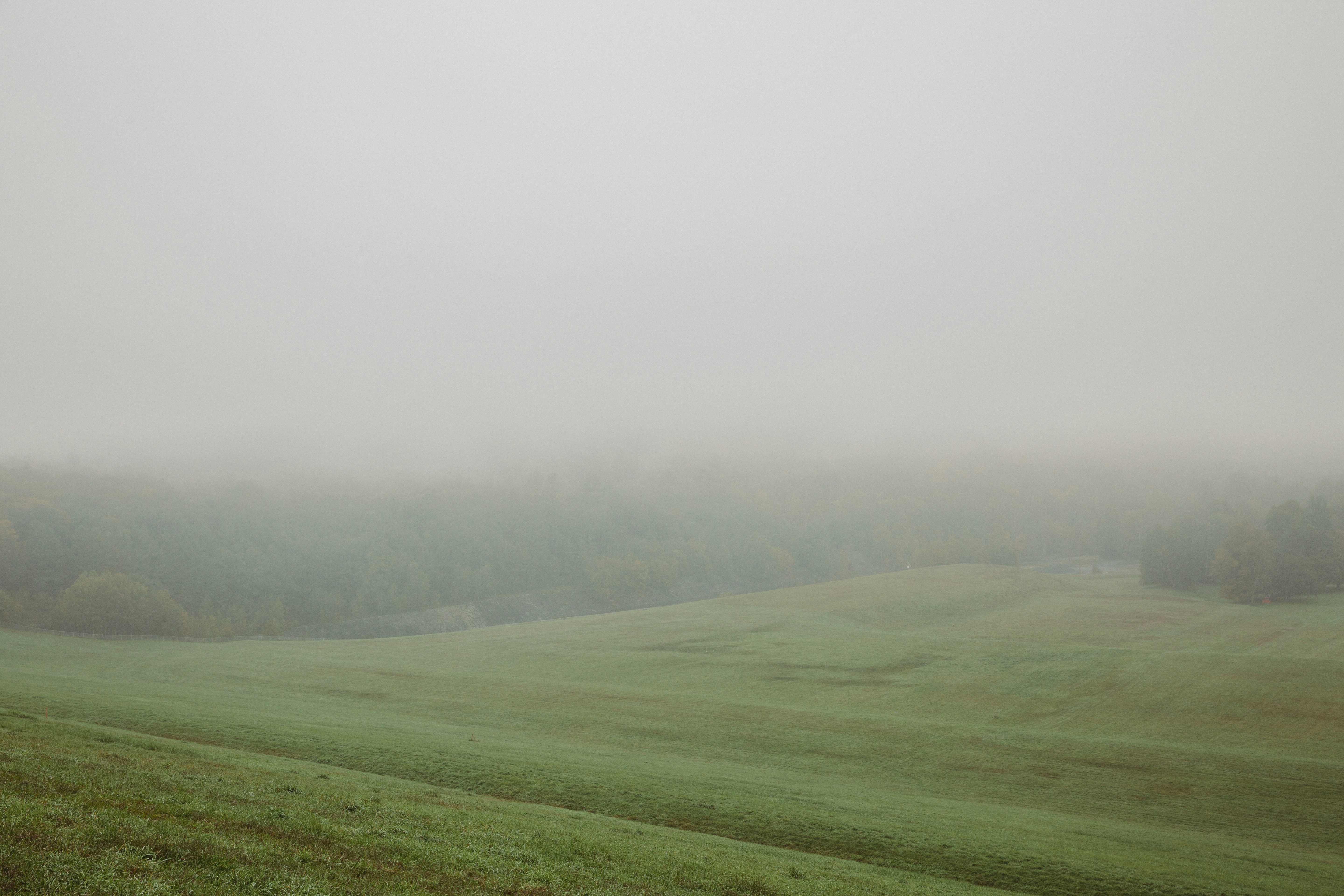 How ISG15 Affects MS: Protection or Harm?