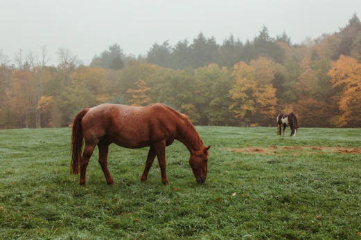 horses on green grass field during daytime