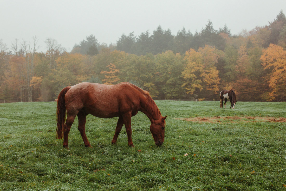 Un cavallo al pascolo nei prati della cascina