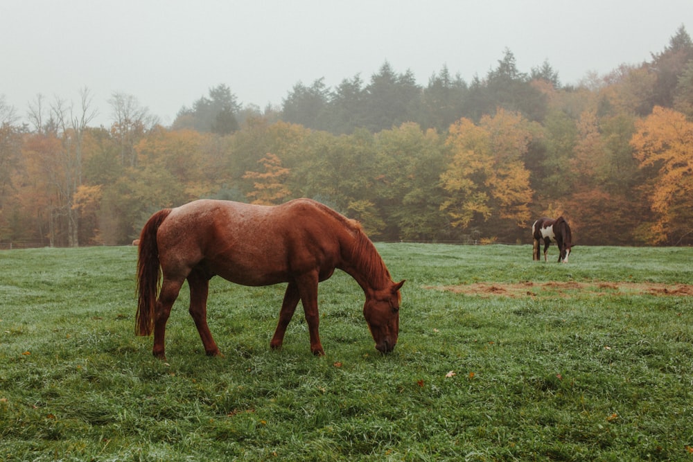 horses on green grass field during daytime