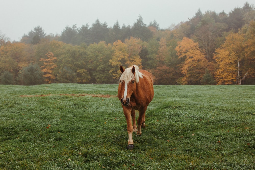 brown and white horse on green grass field during daytime