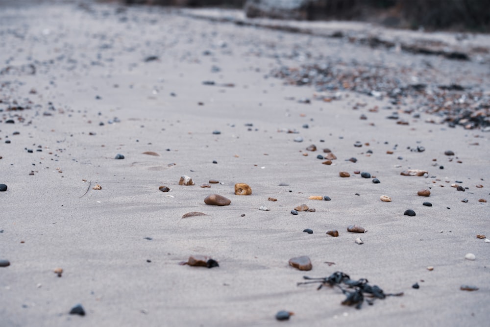 brown leaves on gray sand during daytime