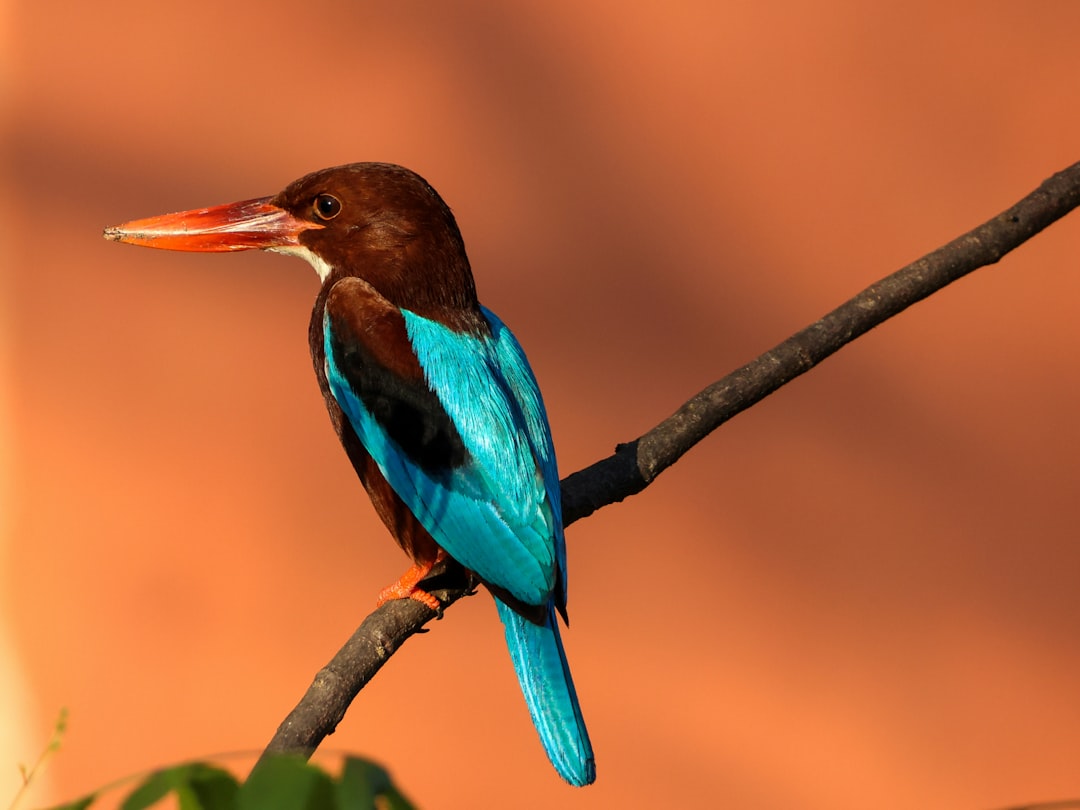 blue and black bird on tree branch, White throated kingfisher