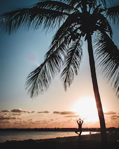 A peaceful yoga class practicing sun salutations on a wooden deck overlooking lush green palm trees at sunrise.