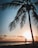 A silhouette of a person practicing yoga in a tree pose is framed by a large palm tree against the backdrop of a setting sun. The sky is filled with warm, golden hues as the sun dips below the horizon, casting a serene and peaceful ambiance.