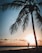 A silhouette of a person practicing yoga in a tree pose is framed by a large palm tree against the backdrop of a setting sun. The sky is filled with warm, golden hues as the sun dips below the horizon, casting a serene and peaceful ambiance.