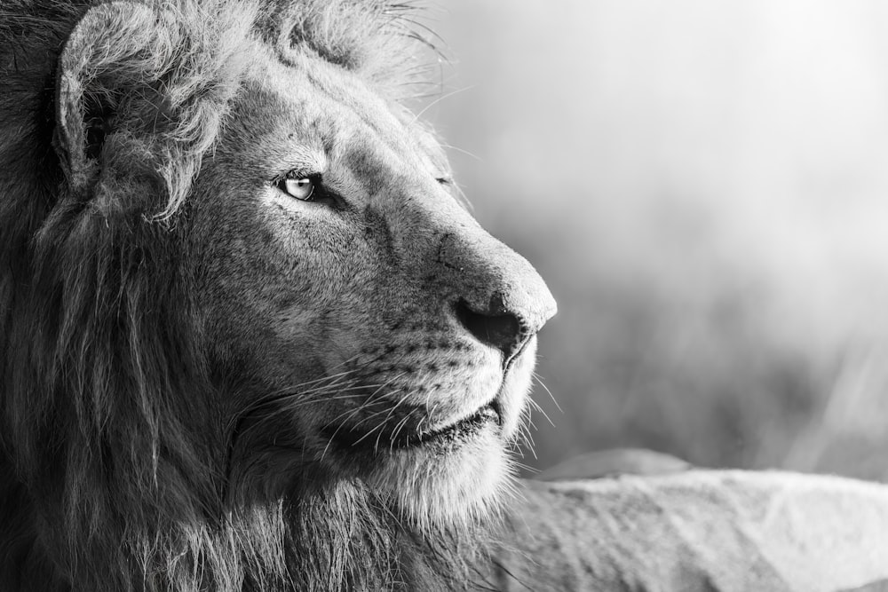 Foto en escala de grises de un león acostado en un campo de hierba