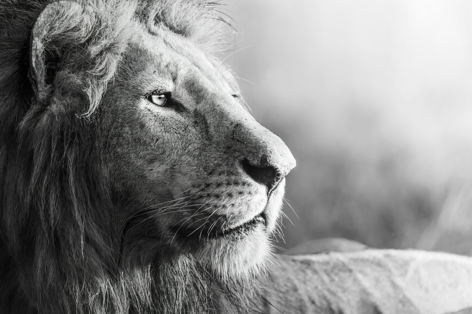 grayscale photo of lion lying on grass field