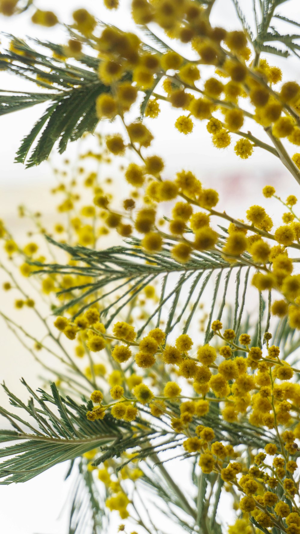 yellow flowers in tilt shift lens