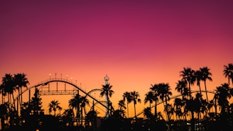 silhouette of palm trees during sunset