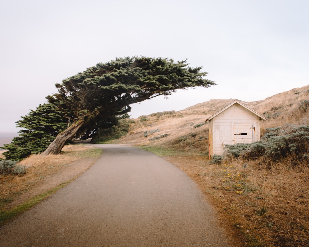 brown wooden house near green tree during daytime