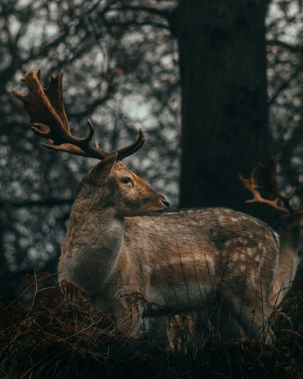 brown deer on brown tree