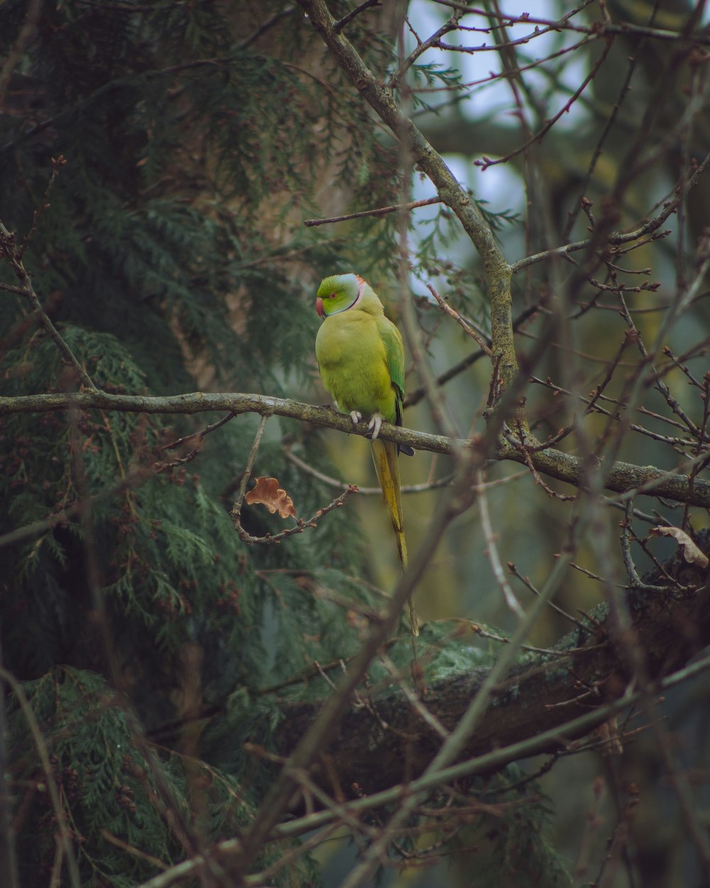 yellow bird on brown tree branch