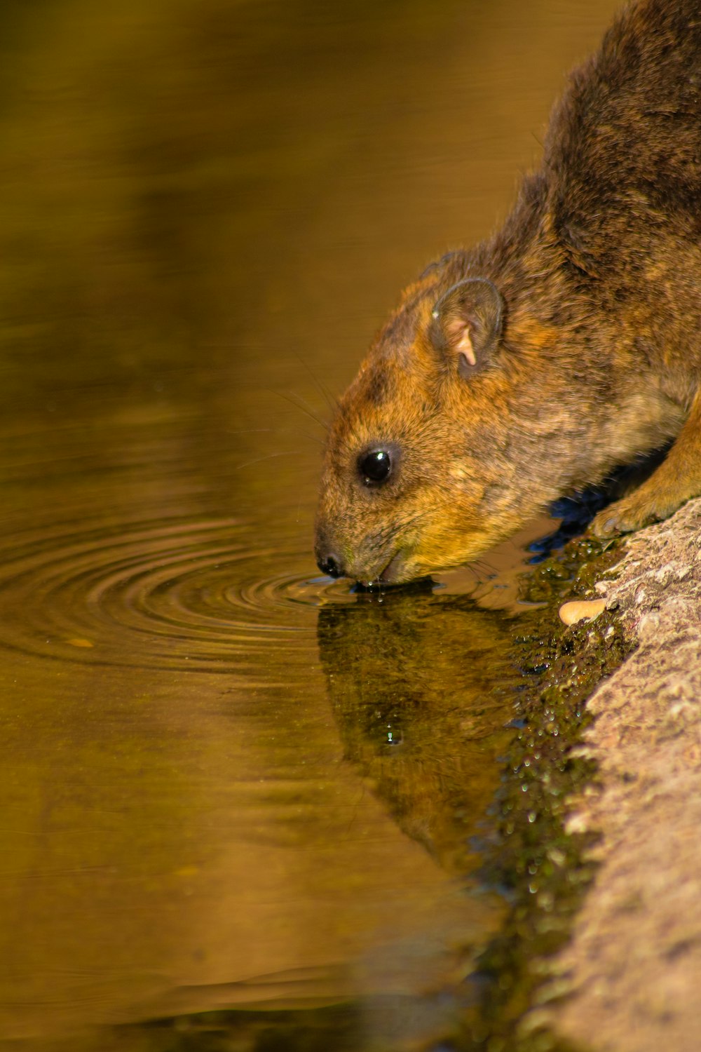 brown rodent on brown rock
