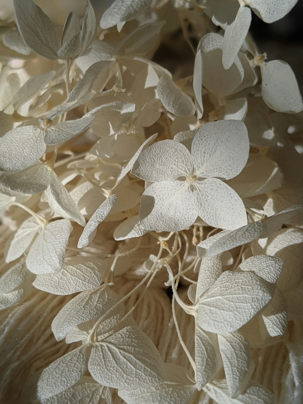 white flower in macro lens