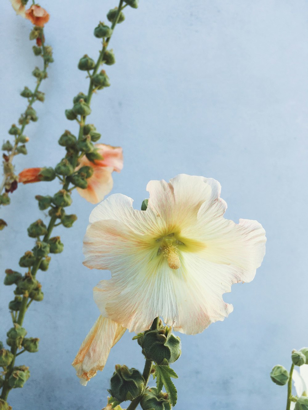 white and yellow flower in close up photography