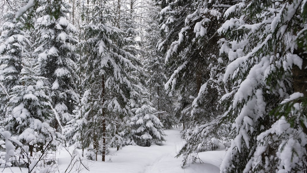 snow covered trees during daytime