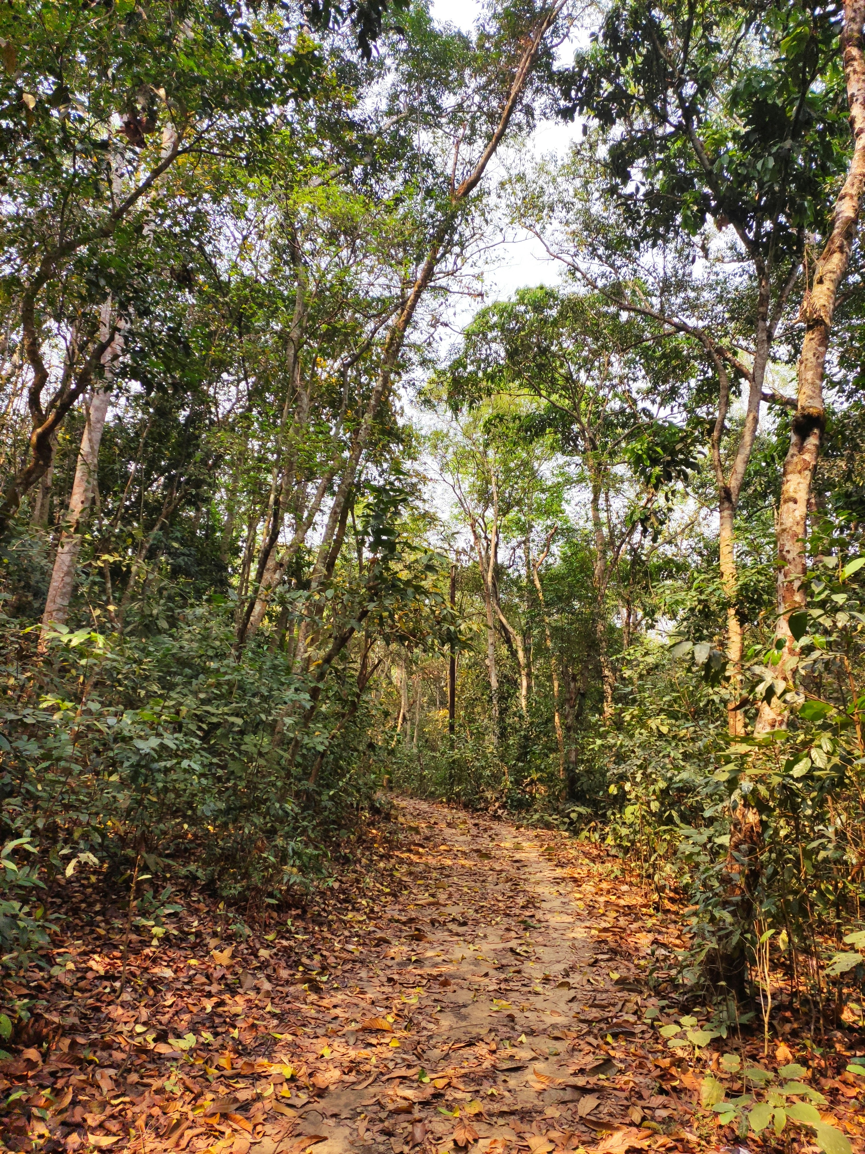 green trees on brown soil