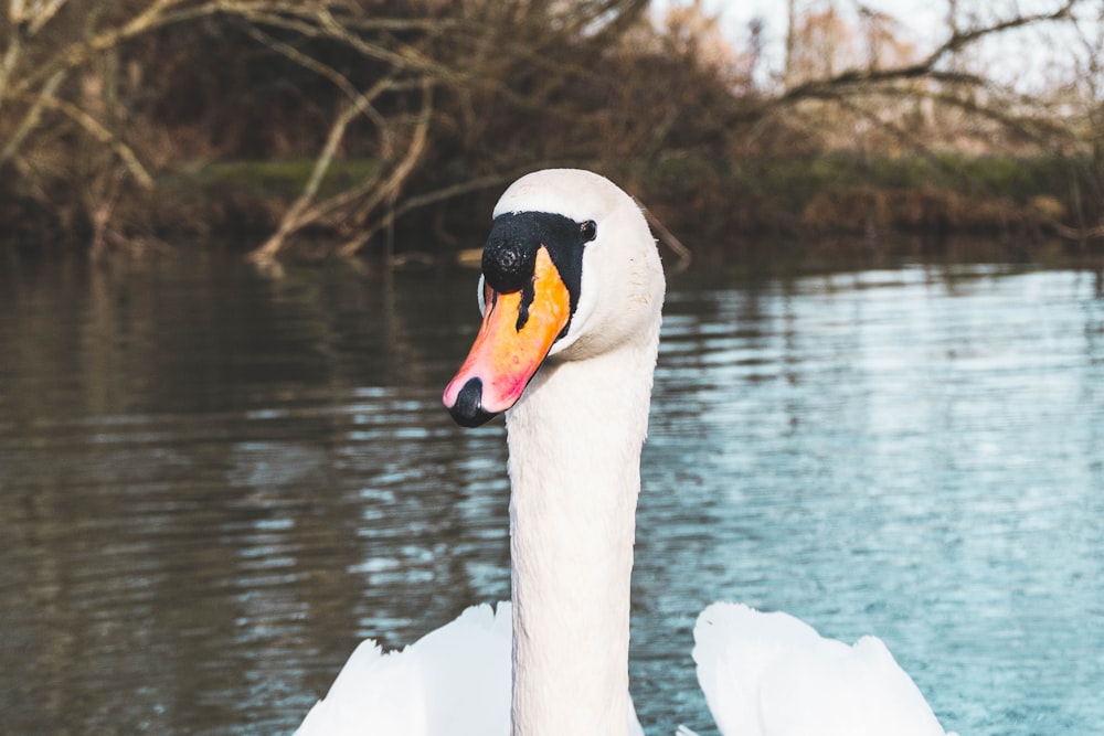 white swan on water during daytime