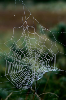 Orb weave spider's nest( stock image)