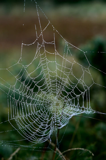 Orb weave spider's nest( stock image)