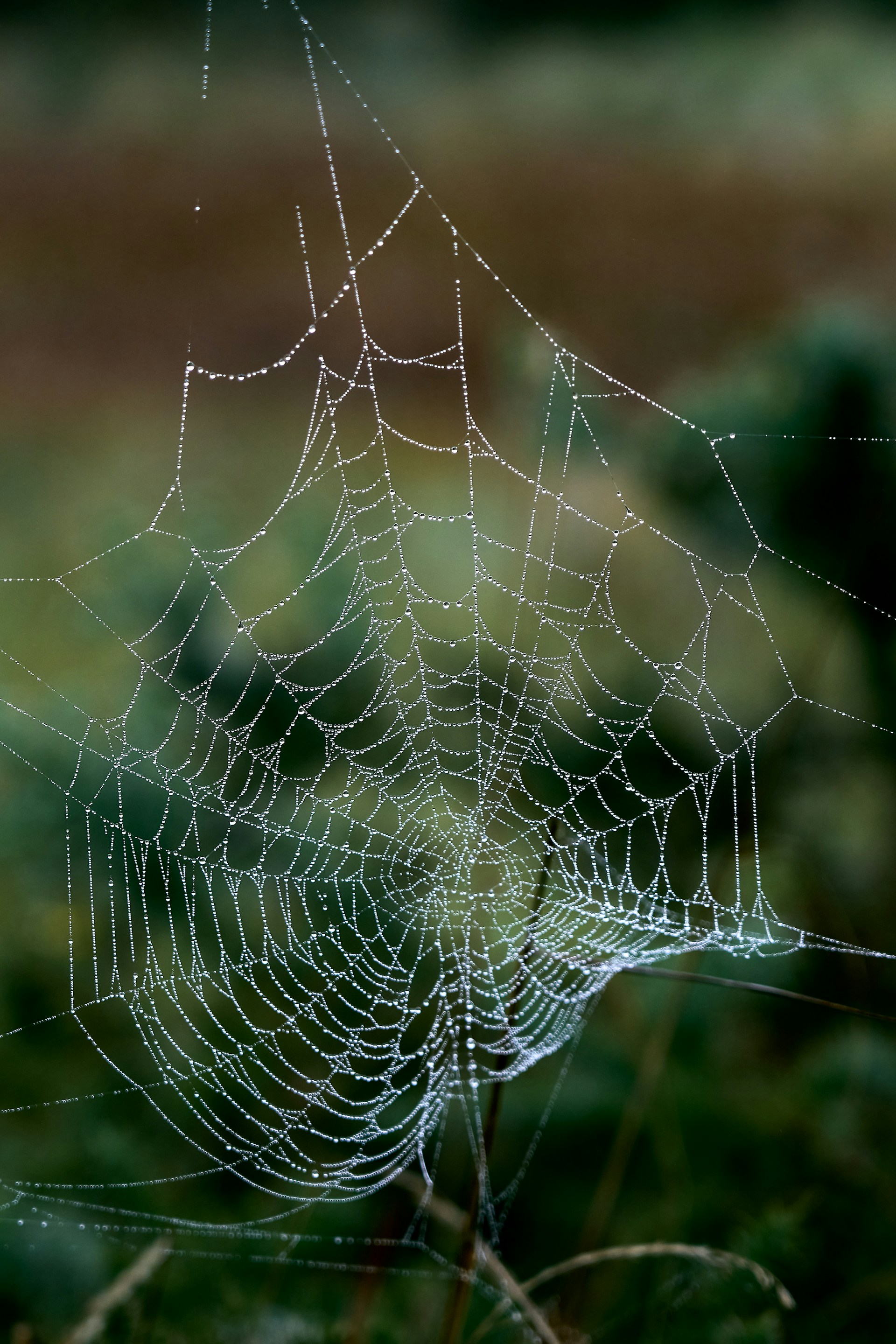 spider web with water droplets in close up photography