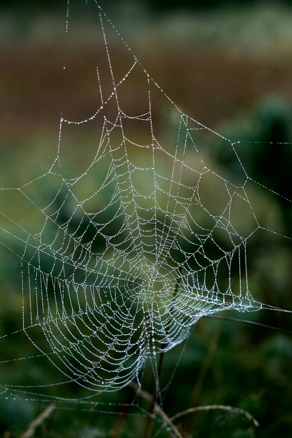 spider web with water droplets in close up photography