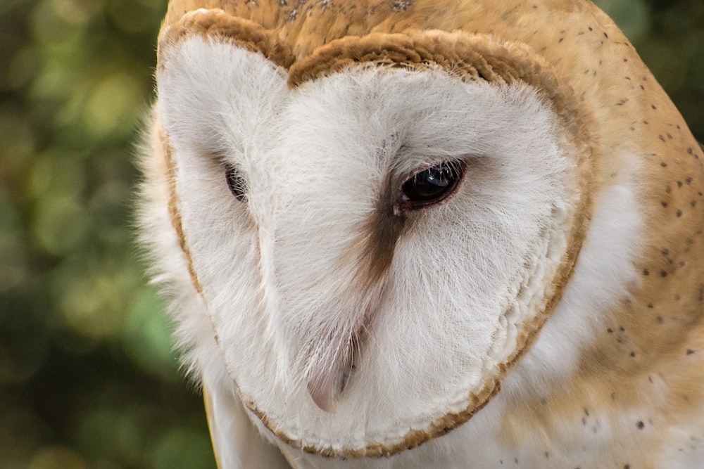 white and brown animal head