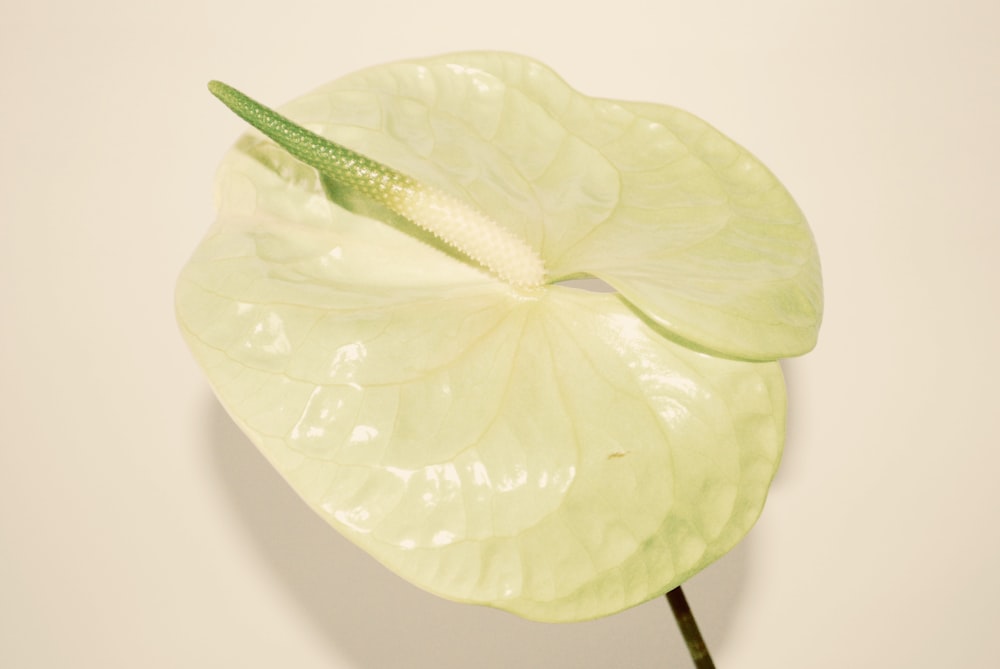 green leaf on white table