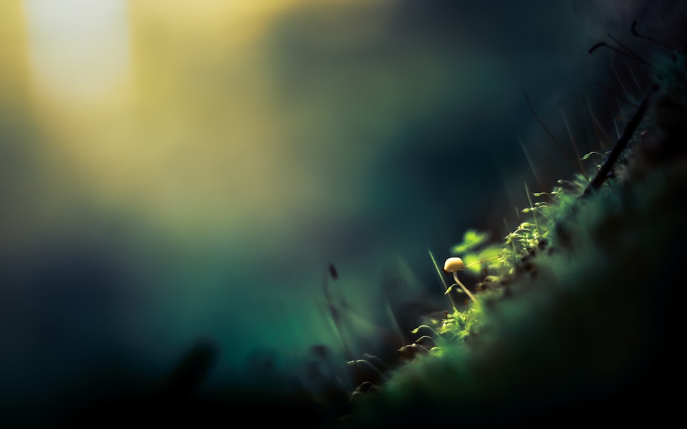 green grass in close up photography